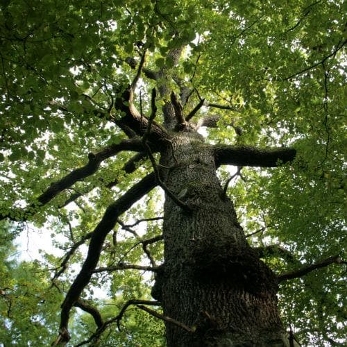 Quercus robur - Common Oak